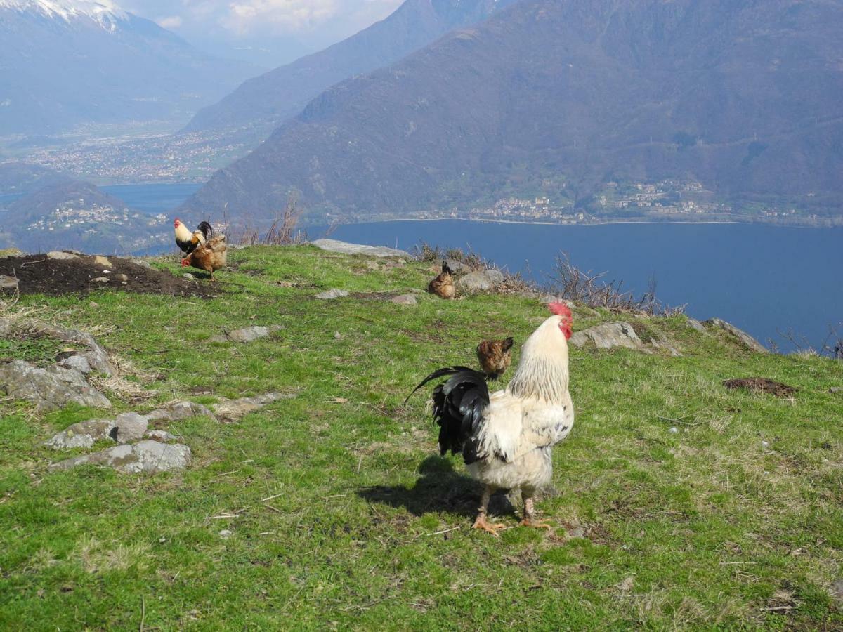 Agriturismo Piccolo Paradiso Pianello Del Lario Ngoại thất bức ảnh