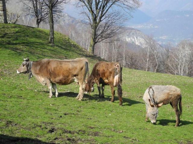 Agriturismo Piccolo Paradiso Pianello Del Lario Ngoại thất bức ảnh