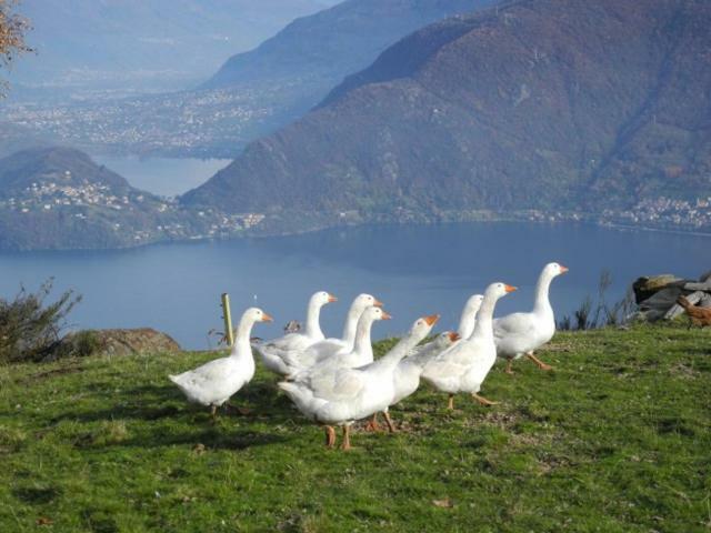 Agriturismo Piccolo Paradiso Pianello Del Lario Ngoại thất bức ảnh